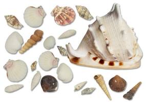 Mit Muscheln zum Basteln einzigartigen und...