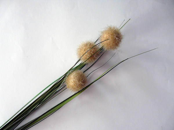 Pusteblume Kunstblume creme braun, Ø 3 cm, 62 cm lang