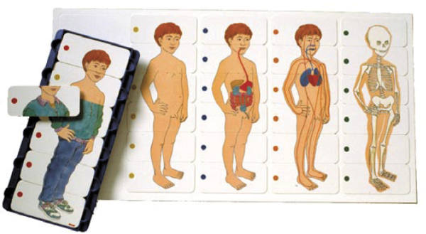 Anatomischer Junge Puzzle