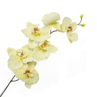 Orchidee creme, 75 cm lang