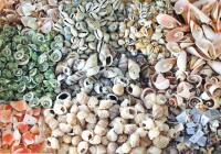Muschelsortiment gebohrt 1kg wunderschöne Muscheln...