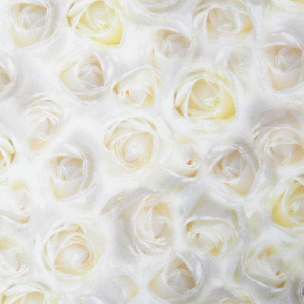 Motivkarton Weiße Rosen, 200 g/m², DIN A4, 5 Blatt