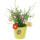 Holzanhänger Blümchen Set mit 3 Stk.Holzblumen