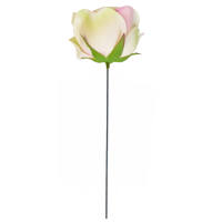 Rose creme rosa, Ø 7 - 8 cm, 25 cm lang