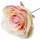 Rose creme rosa, Ø 7 - 8 cm, 25 cm lang