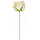 Rose creme rosa, Ø 7 - 8 cm, 25 cm lang