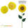 Fotokarton limone 50 Blatt 300g/m² A4 | 21 x 29,7 cm